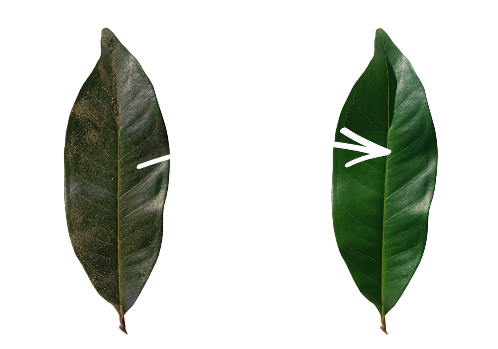 leaf from dirty to clean