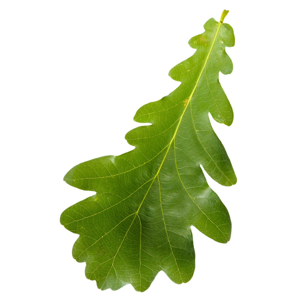 oak leaf