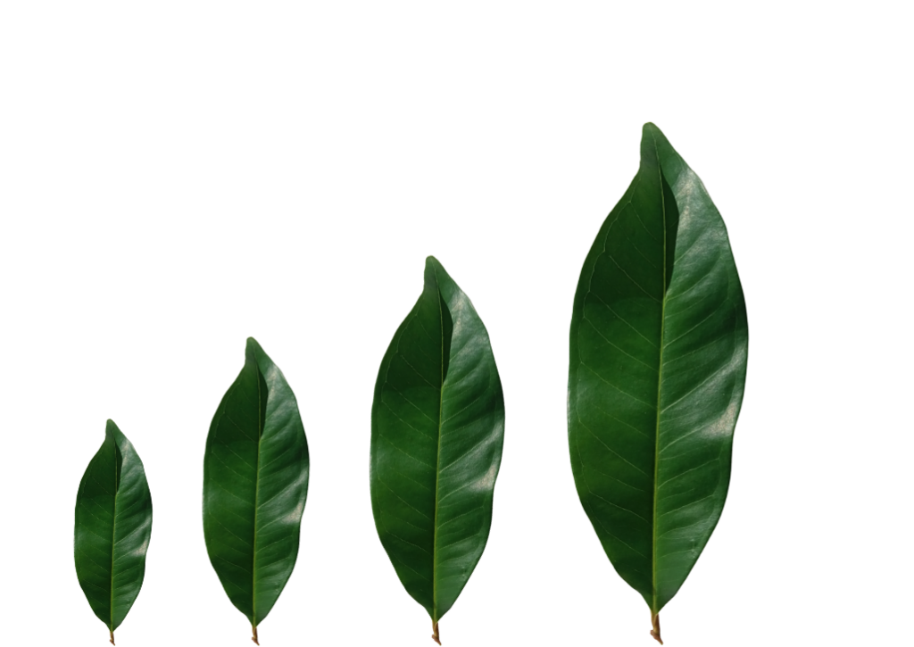 Leaves graph showing growth